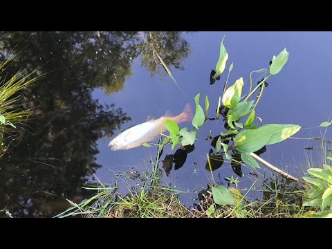 Видео: Замор форели в дачном пруду.