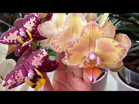 Видео: Орхидеи которые продаю и дарю 🎁