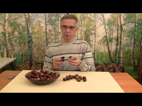 Видео: Как вырастить каштан.