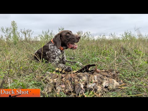 Видео: Охота на перепела с курцхааром! Чарли снова в деле!