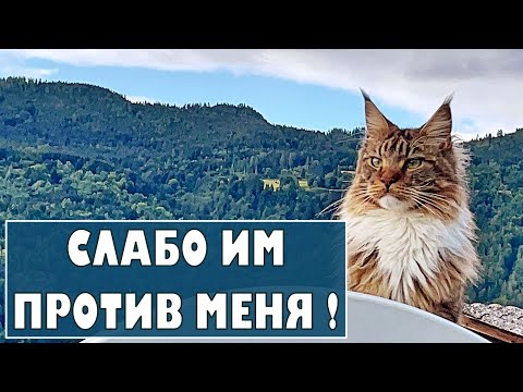 Видео: Пустите погулять! Кот Арчи и кошачьи аниматоры