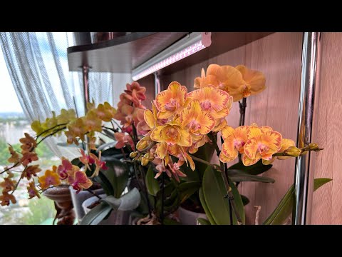 Видео: Пересадка Орхидей эффект и результаты покажу