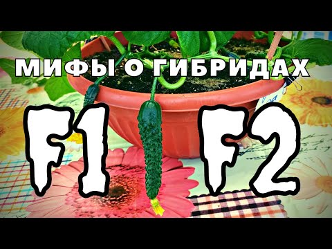 Видео: собрал семена гибрида огурца удивили! во первых они есть хотя гибрид партенокарпический