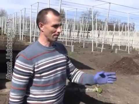 Видео: Сам себе агроном - Посадка винограда