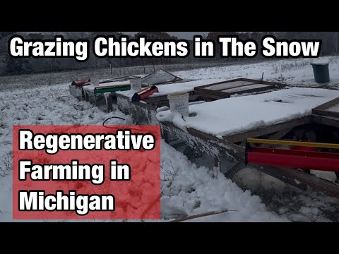 Видео: Раздвигаем границы с нашими курами-отъемышами | Отъем телят