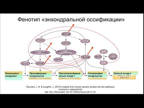 Видео: Остеоартроз Лекция часть 1