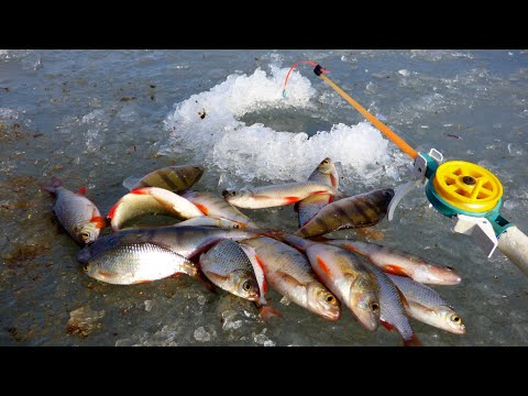 Видео: Первая "ледяная" уха нового сезона. Небольшой видео отчет. Бердянское водохранилище  22 01 2022