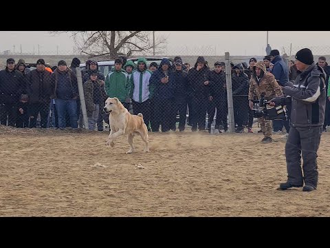 Видео: едем побеждать поле Янгала!