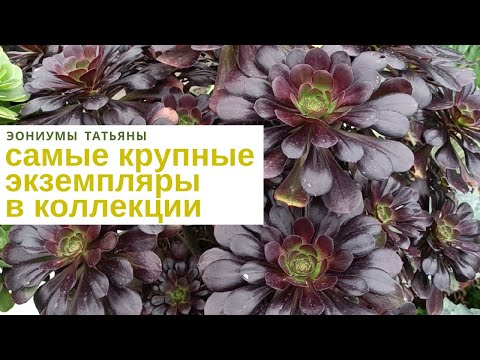 Видео: №223 Самые крупные экземпляры в коллекции