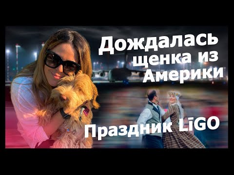 Видео: Купили щенка в Америке! Долгожданная встреча! Латышский праздник ЛИГО, что это?