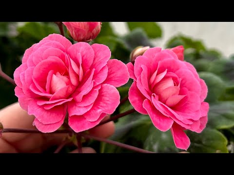 Видео: Обзор цветения пеларгоний. Май.