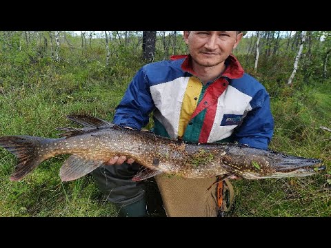 Видео: ЩУКИ ОБРЫВАЛИ ЛЕСКУ У СПИННИНГА. Северная Карелия Кемского района