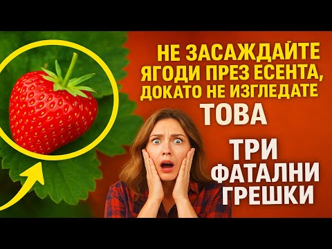 Видео: НЕ засаждайте ягоди през есента, докато не изгледате това: Три фатални грешки, които ще съсипят ваш