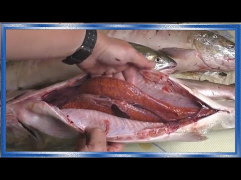Видео: Как отличить самку от самца лососей,Горбуша,кета,сёмга, Рецепты из рыбы от fisherman dv. 27 rus