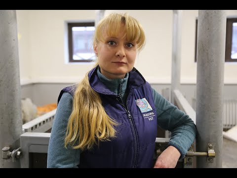 Видео: Охота у спортивной кобылы рушит весь турнирный график? Что делать?