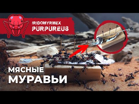 Видео: МУРАВЬИ СЪЕЛИ РЫБУ! | Meat ant | Iridomyrmex purpureus