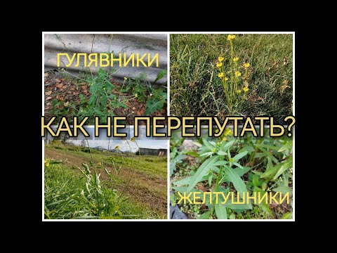 Видео: Гулявник и Желтушник. Как не перепутать?