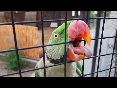 Видео: МОСКОВСКИЙ ЗООПАРК - жара 2024...