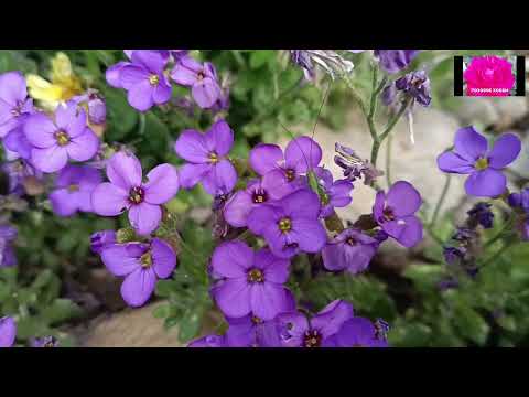 Видео: РОЗЫ ОСЕННЕЙ ПОСАДКИ. ОТВЕТЫ НА ВОПРОСЫ. НАЧИНАЮЩИМ