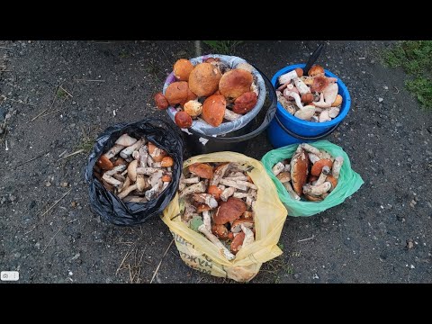Видео: ТРУДОВАЯ И МОКРАЯ ТИХАЯ ОХОТА С СУПРУГОЙ