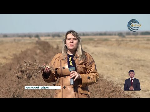 Видео: В регионе впервые начали выращивать арахис