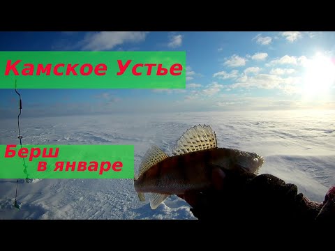 Видео: Камское Устье глухозимье 2022г. Зимняя рыбалка на берша в январе.
