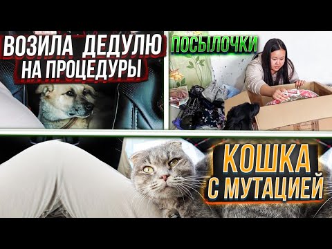 Видео: Дедулю  на процедуры | Кошка с Мутацией | Посылочки😍