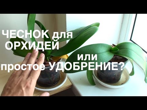 Видео: ЧЕСНОЧНАЯ ВОДА для ОРХИДЕЙ или ПРОСТОЕ УДОБРЕНИЕ что эффективнее через 2 недели