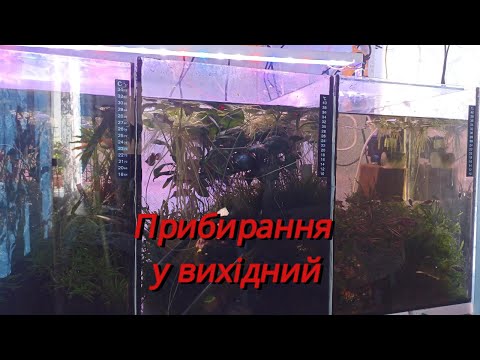 Видео: Прибирання у вихідний 4К #aquarium #aquarium4k #4k #fishtank #аквахобі