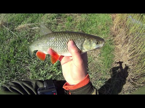 Видео: ТАКАЯ РЫБАЛКА МОЖЕТ БЫТЬ ТОЛЬКО В МАЕ!!Рыбалка на Майского Жука.Рыбалка Весной на Голавля на Удочку.