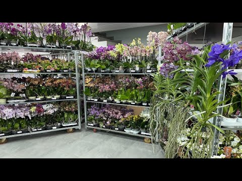 Видео: 🌸 ПРОДАЖА ОРХИДЕЙ 16.08.23 Продажа редких орхидей. Ванды, Биг Липы, Орхидеи-БАБОЧКИ. Купить орхидею.