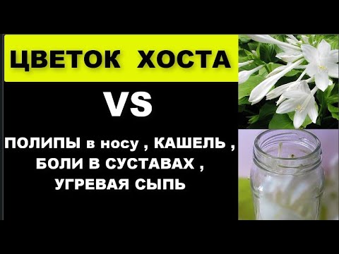 Видео: ПОЛИПЫ в НОСУ , КАШЕЛЬ , НАСМОРК , БОЛИ В СУСТАВАХ , РАНЫ спасет ХОСТА