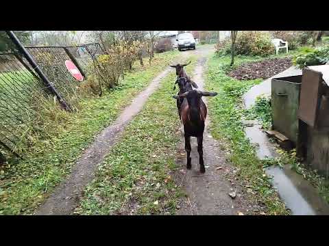 Видео: Осенняя подкормка молодых козочек