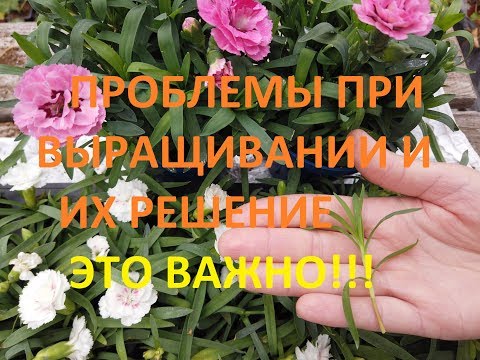 Видео: Выращивание Гвоздики Зимой. Цинерария Гибридная.