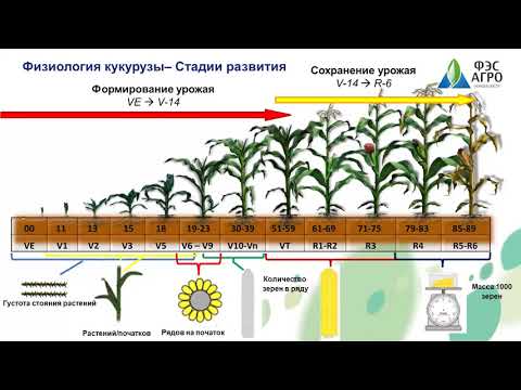 Видео: Кукуруза. Ресурсы повышения урожайности