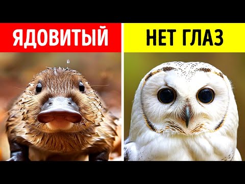 Видео: Самые невероятные факты о животных, которых вы никогда не слышали
