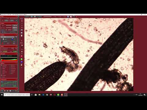 Видео: Съёмка через микроскоп - Видеоокуляр