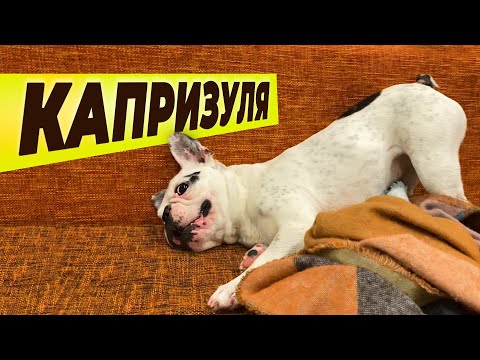 Видео: Разговорчивый бульдог | Попытки встать на голову | Разобрал пазл