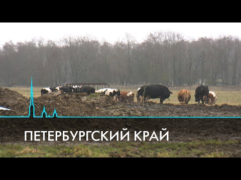 Видео: Два субъекта федерации. Санкт-Петербург и Ленинградская область