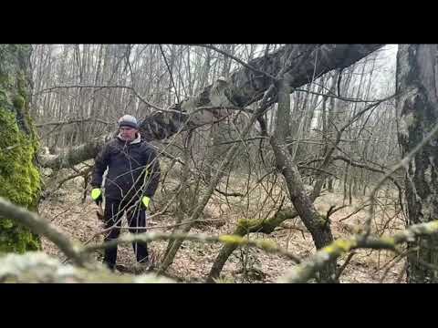 Видео: Гриб трутовик -  лучшее топливо для дымаря