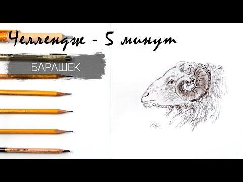 Видео: Барашек простым карандашом за 8 минут. Челлендж-пятиминутка. Рисуем регулярно