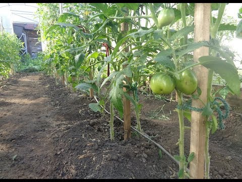 Видео: НЕ ЗАЛИВАЙТЕ ТОМАТЫ! ПЛОДЫ БУДУТ НЕВКУСНЫМИ! Ольга Чернова.