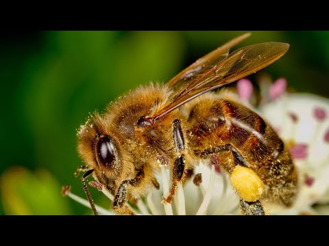 Видео: 13 ноября ситуация по пасекам