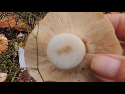 Видео: Грибы подтопольники.Вы столько еще не видели.