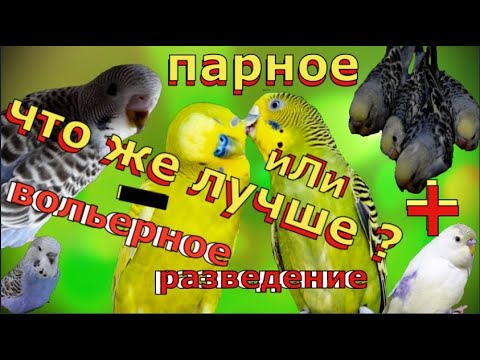 Видео: как лучше разводить волнистых попугаев/особенности  разведения птиц/ трудности разведения попугая