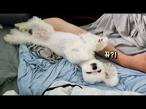 Видео: Vlog щенка, который следит только за дворецким