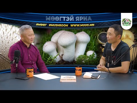 Видео: "Мөөгтэй яриа" Episode #05 Мөөг судлаач Г.Бүрэнбаатар (podcast), Gabi Gabizm