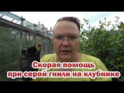 Видео: Скорая помощь при серой гнили на клубнике