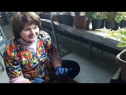 Видео: Научите торговать!...