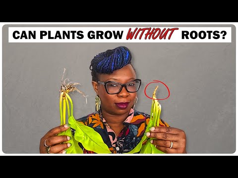 Видео: Могут ли растения ДЕЙСТВИТЕЛЬНО расти без корней? Эксперимент с Лекой